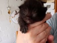 Britische Kurzhaar Kitten traumhaft schön am 12.04 geb.seltene Farben 🐈 rot/weiß,rot,2xschwarz