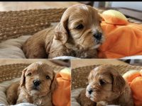 Cavapoo's die ganz besondere Hybridhunderasse!