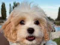 Cavapoo's die ganz besondere Hybridhunderasse!