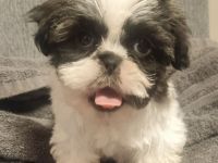 Süße Shihtzu Rüden