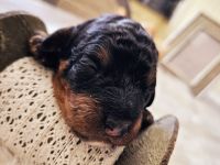 Bernerdoodle-Welpen, ähnl. Labradoodle, Goldendoodle