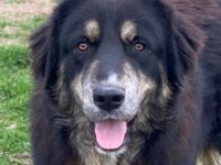 Bärli, geb. ca. 01/2024, lebt in GRIECHENLAND, im städt. Tierheim Serres