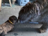 Schafpudel/ Herdenschutzhund abzugeben