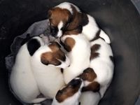 Glatthaar-Foxterrier