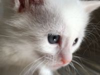 1 Bombay BKH Kitten - Farbe: 1 x weiß gold - Mini-Panther Mädchen Katze