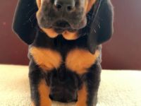 BLOODHOUND Welpen, Bluthund, Mantrailer