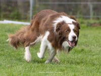 Border Collie Welpen aus Show/Arbeitslinie