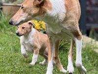 Kurzhaarcollie-wir haben Welpen