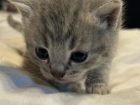 Reinrassige BKH Kitten