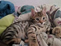 Reinrassige Bengalbaby