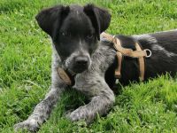 Möchtet ihr den süßen Vindur kennen lernen? Dann meldet euch gerne!