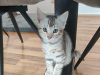 Bencoon Bengal Kitten Maine coon Katze Kater no siam no sphynx no BKH No Rex