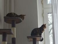 2 Bengal Mischlings Katzen weiblich