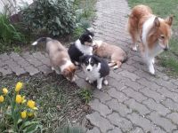 Colliewelpen - altschottisch (Urtyp) in liebewolle Hände abzugebe