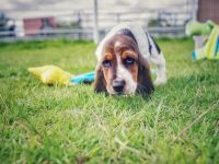 Basset Hound Welpen