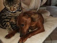 7 jährige Bengalen Geschwister gemeinsam zu verkaufen