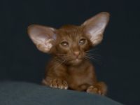 Orientalisch Kurzhaar Kitten mit Stammbaum