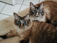Geschwisterpaar sucht neues Zuhause (Sibirische Katze-Siam-Mix)