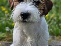 Jack Russell Terrier FCI