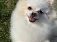 Pomerania Zwergspitz Rüden