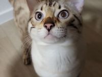 Bengal snow lynx point Kater