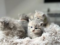 Reinrassige BKH-Kitten suchen ein neues liebevolle Zuhause