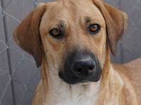 Bardo, geb. ca. 09/2023, lebt in GRIECHENLAND, im städt. Tierheim Serres