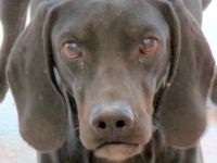 Waldo, männlicher Pointer-Mix