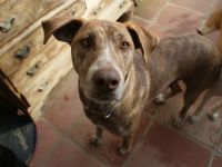 wunderschöne Hündin Gnocchi