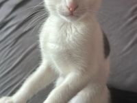 Kätzchen 7 Monate alt