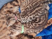 Bengal BKH kitten