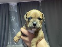 Top American Bully, Welpen !