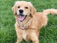Suche Golden Retriever/Cocker Spaniel Mischling (Golden Cocker Retriever)