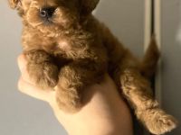 Toy-Pudel, Pudel Welpen