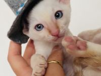 Cornish Rex Kitten