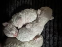 Cornish Rex Kitten
