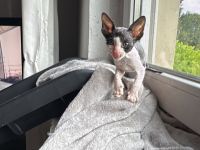 Cornish Rex Kitten