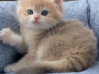 BKH Kitten golden Chinchilla