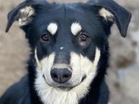 Indiana, geb. ca. 01/2024, lebt in GRIECHENLAND, auf einer privaten Pflegestelle