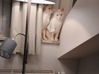 Liebevolle Siam Katzen