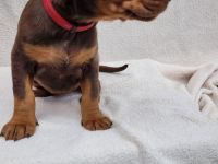 Reinr. Dobermann Welpen mit Ahnentafel