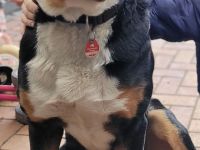 Deckrüde Großer Schweizer Sennenhund