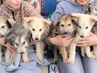 Irischer Wolfshund Mischlinge