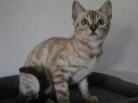 Letzte 3 Bengal Kitten in snow und silber, Bringservice nach Hambur