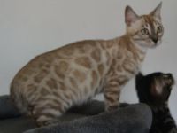 Bengal Kitten in silver mink charcoal, Abgabe bereit