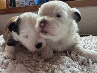 Reinrassige Havaneserwelpen mit Ahnentafel