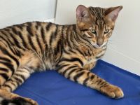 Toyger Kätzchen