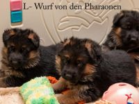Deutsche Schäferhundwelpen