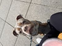 Old englische Bulldogge/ Englische Bulldogge