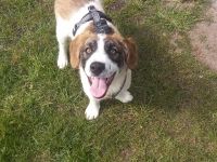 Büebli - Wer schenkt ihm ein Zuhause?